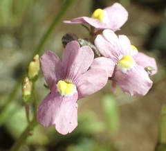 Nemesia fruticans