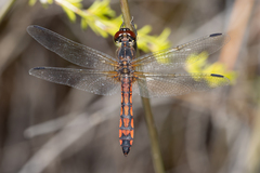Austrothemis nigrescens