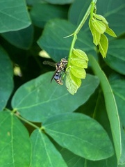 Protonectarina sylveirae