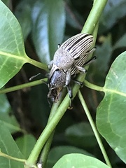Cholus parallelogrammus