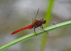 Rhodothemis lieftincki