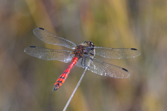 Austrothemis nigrescens