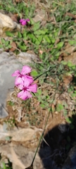 Dianthus balbisii