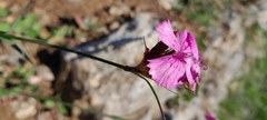 Dianthus balbisii