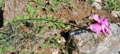 Dianthus balbisii