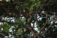 Psittacula longicauda