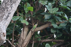 Psittacula alexandri