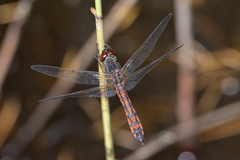 Austrothemis nigrescens