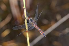 Austrothemis nigrescens