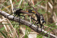 Blepharotes coriarius