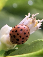 Henosepilachna sumbana