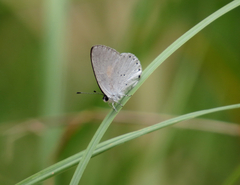 Candalides xanthospilos