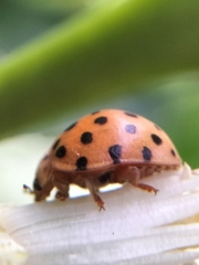 Henosepilachna sumbana