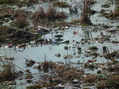 Gallinago