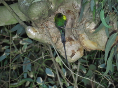 Nectarinia famosa famosa