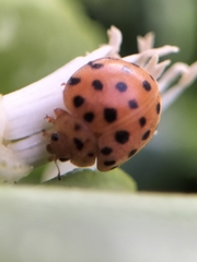 Henosepilachna sumbana