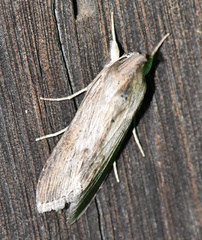 Cucullia dracunculi