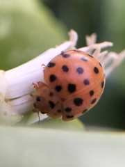 Henosepilachna sumbana