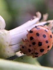 Henosepilachna sumbana