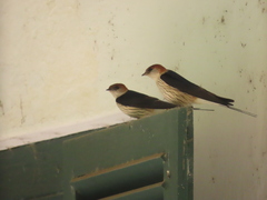 Cecropis cucullata
