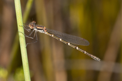 Austrolestes aleison