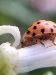 Henosepilachna sumbana