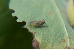 Delphacidae