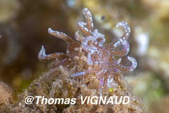 Phyllodesmium macphersonae