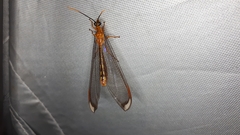 Nymphes