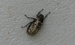 Dermolepida albohirtum