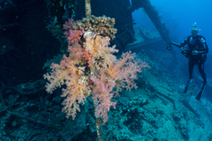 Dendronephthya hemprichi