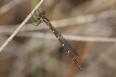 Austrolestes aleison