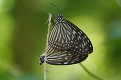 Ideopsis vulgaris
