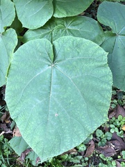 Paulownia tomentosa