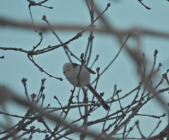 Aegithalos caudatus caudatus