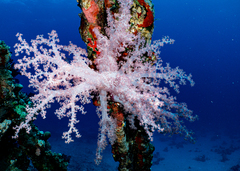 Dendronephthya hemprichi