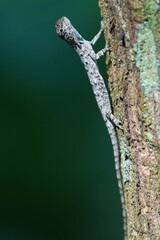 Draco sumatranus