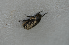 Dermolepida albohirtum