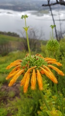 Leonotis ocymifolia