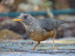 Turdus olivaceus olivaceus