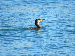 Phalacrocorax capillatus