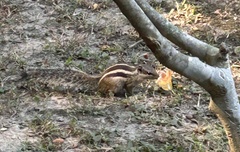 Funambulus pennantii