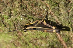 Traulia azureipennis