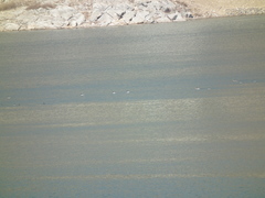 Mareca strepera