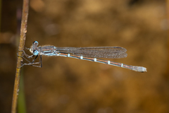 Austrolestes aleison
