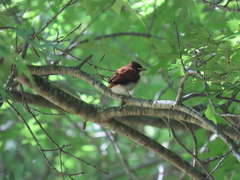 Terpsiphone viridis granti