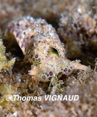 Plakobranchus ocellatus