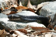 Naja sumatrana