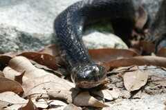 Naja sumatrana