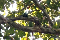 Psittacula alexandri